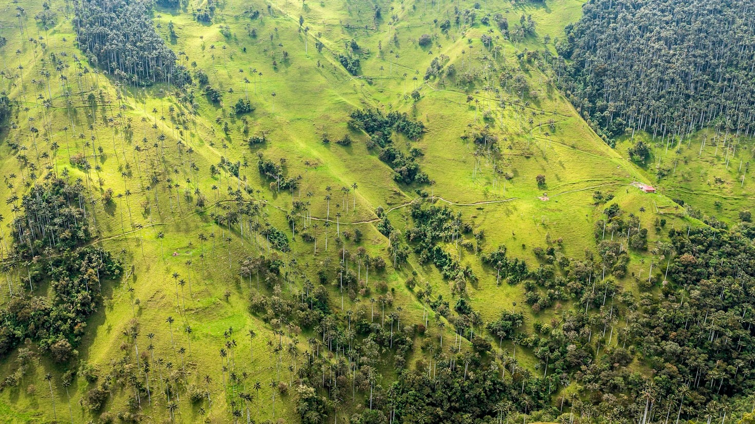 Biodiversidad: los guardianes de nuestra finca