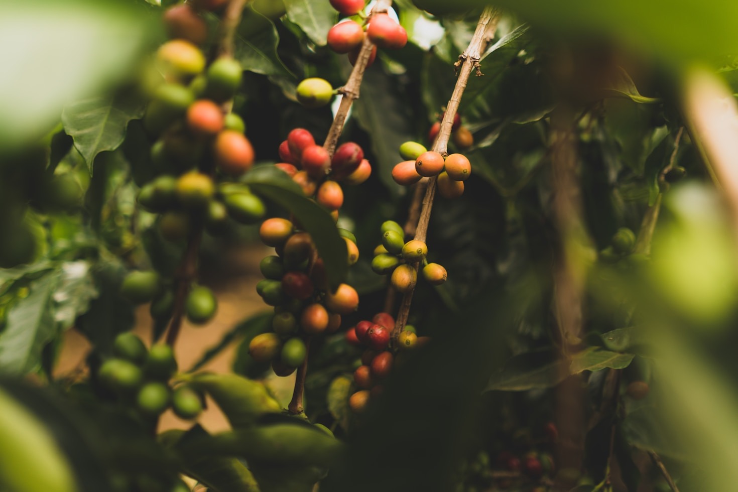 Guía para catar café Bourbon en casa