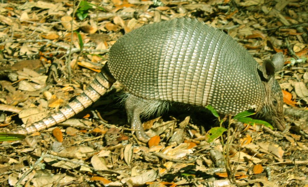 Armadillo-cafe-1024x624 (1)