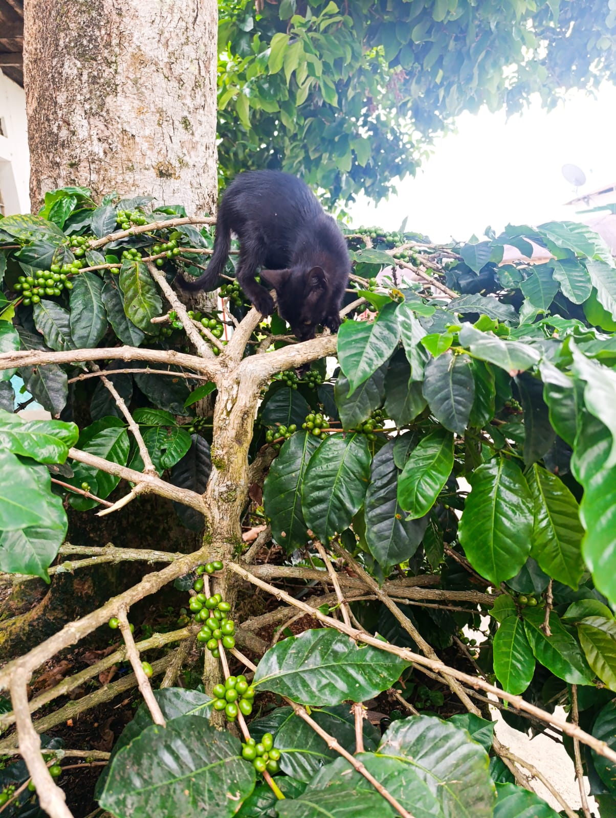animalitos